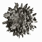 X-Ray Flower