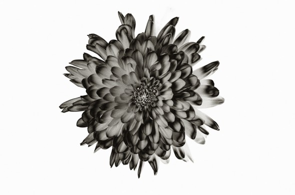 X-Ray Flower