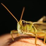 grasshopper-1