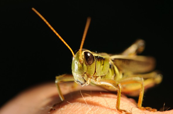 grasshopper-1