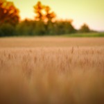 landscape-1