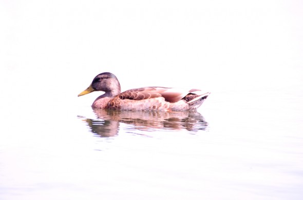 High Key photo of duck