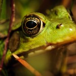 frog-4