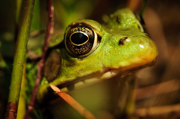 frog-4