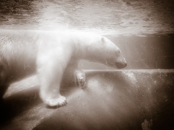 Polar Bear