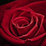 Flowers-4