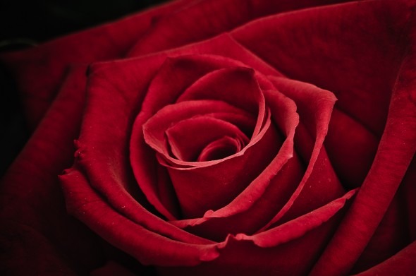 Flowers-4