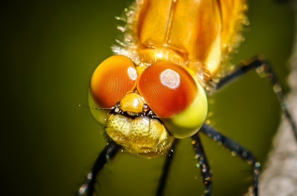 Look into my eyes