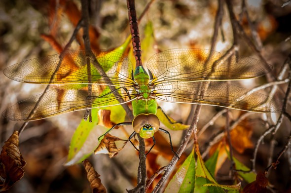 Dragonfly Dragonfly